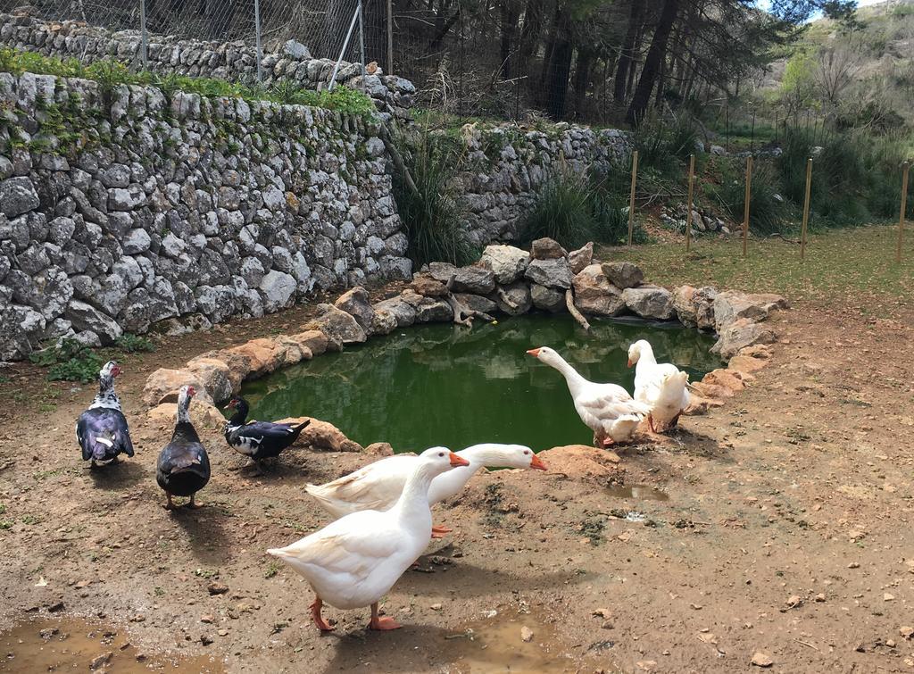 Finca Ses Fontanelles Andratx Eksteriør bilde